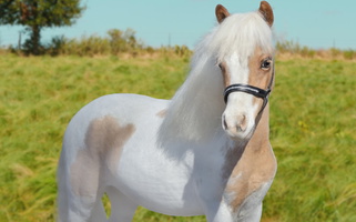 Ride And Drive Mini Gelding Little Unicorn Other breeds for Albany, KY